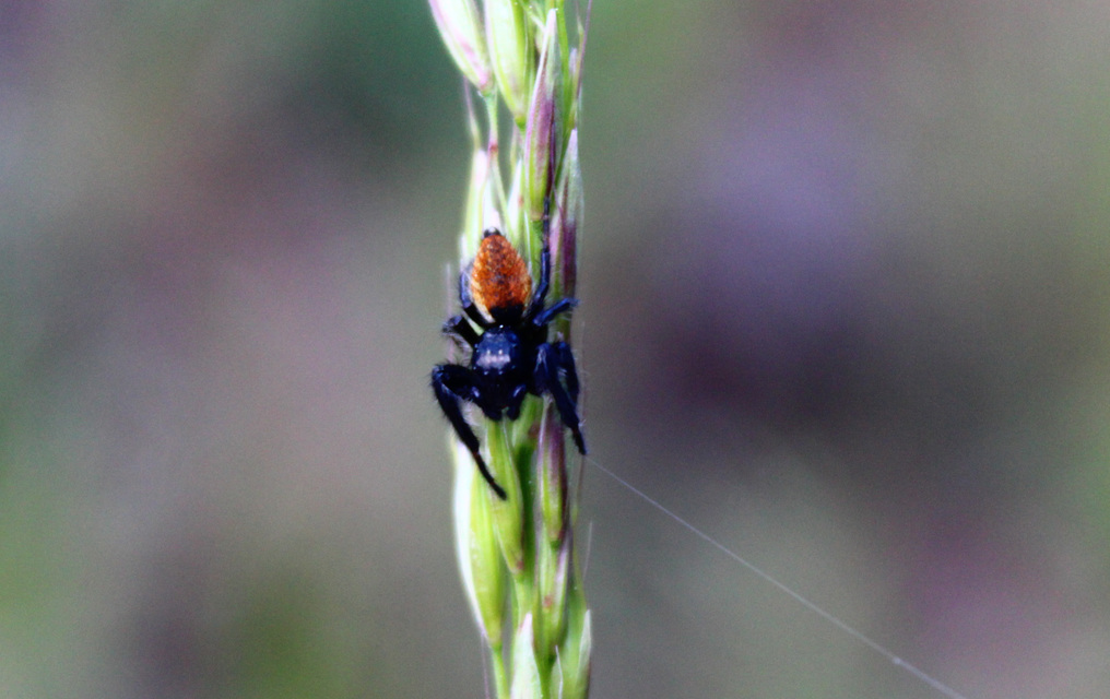 Carrhotus xanthogramma - rozsdás ugrópók