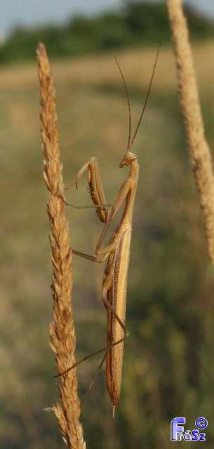Mantis religiosa - imádkozósáska