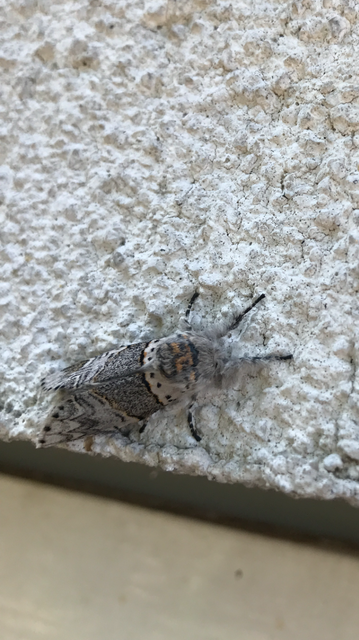 Furcula furcula - szürke púposszövő
