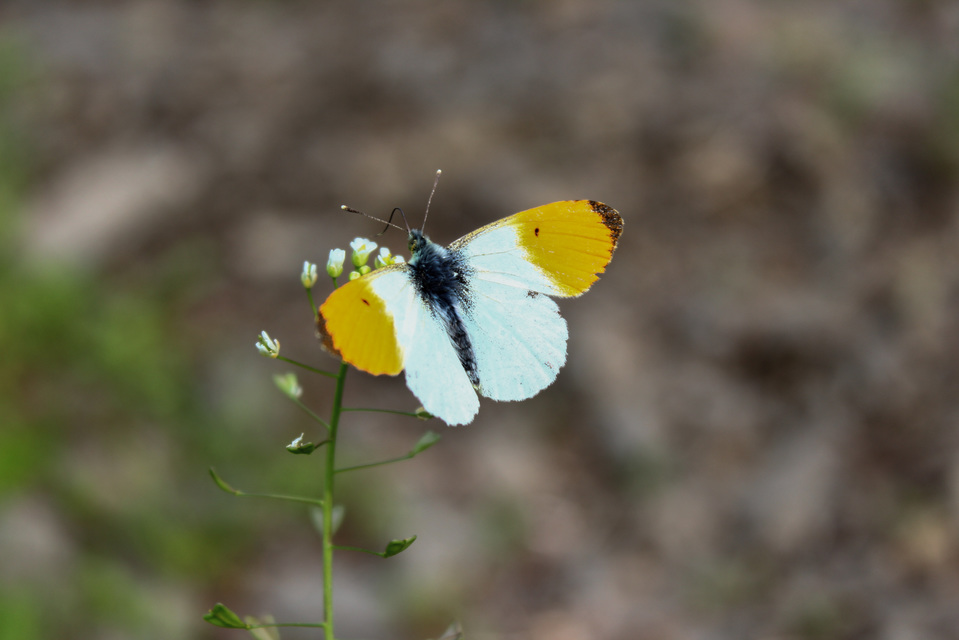 Anthocharis cardamines - hajnalpírlepke