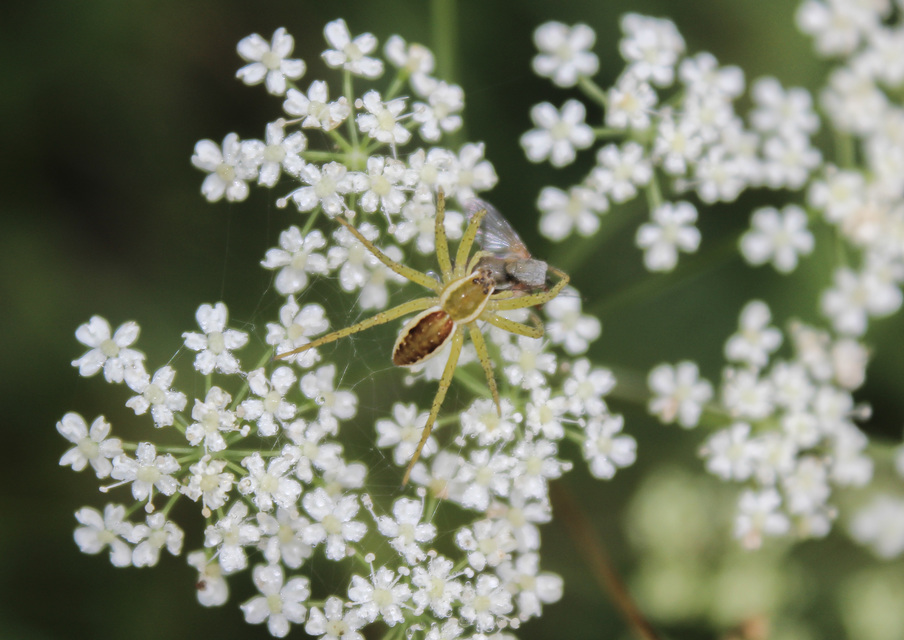 Dolomedes plantarius/fimbriatus