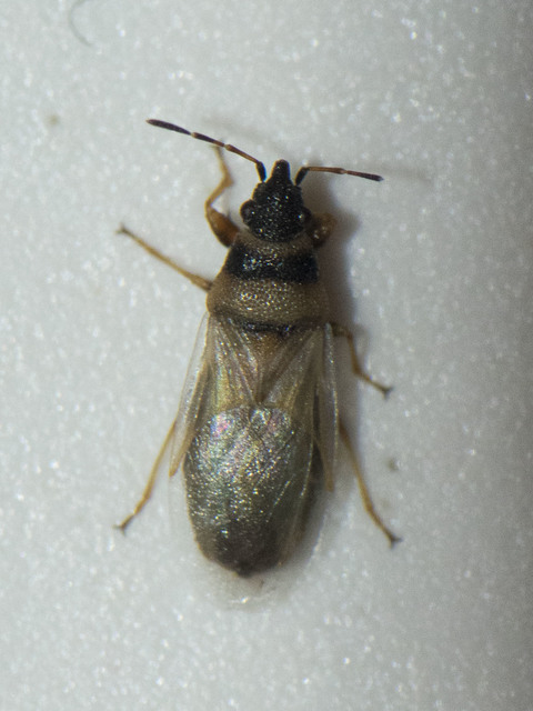 Oxycarenus pallens - fakó bodobács