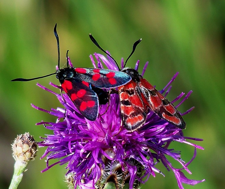 Zygaena filipendulae - acélszínű csüngőlepke
