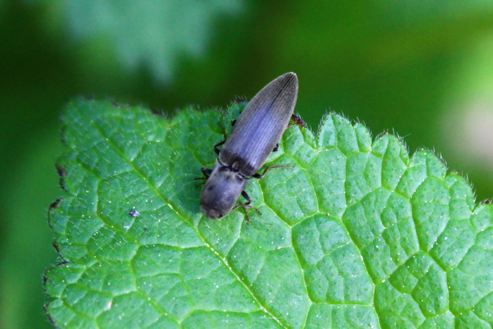 Agriotes pilosellus - erdei pattanó