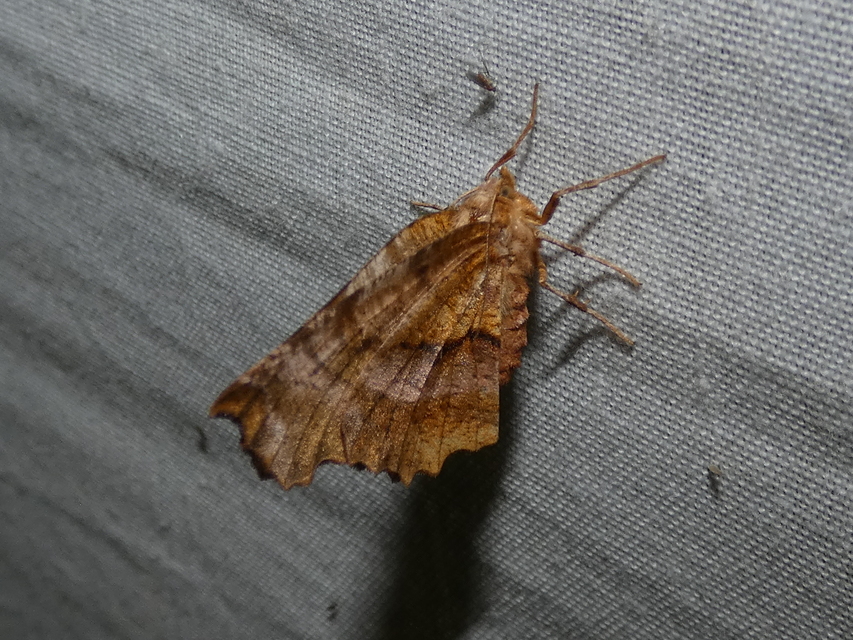 Selenia dentaria - kétfoltos holdasaraszoló