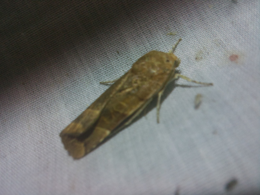 Noctua fimbriata - szélessávú sárgafűbagoly