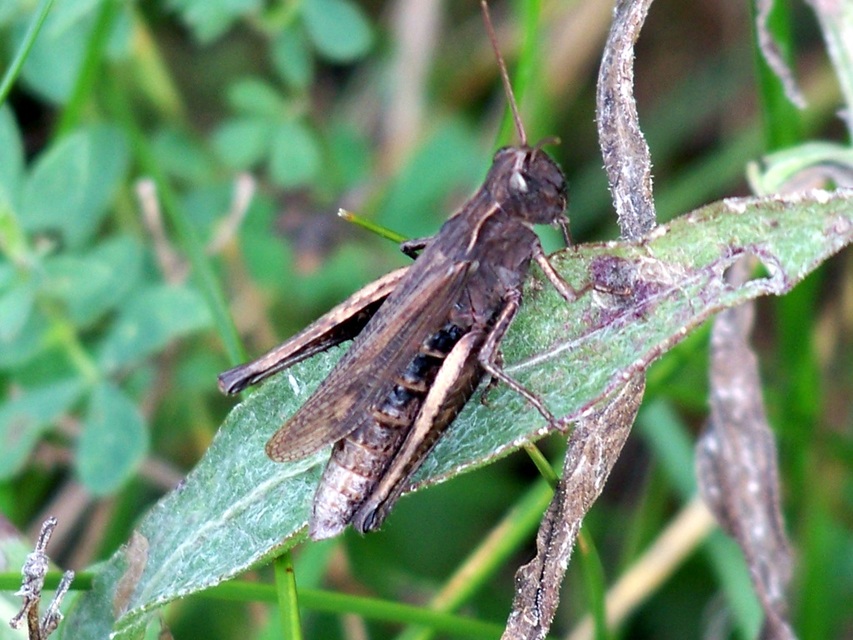Chorthippus dorsatus - hátas rétisáska