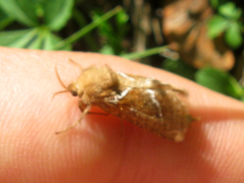 Triodia sylvina - kis gyökérrágólepke
