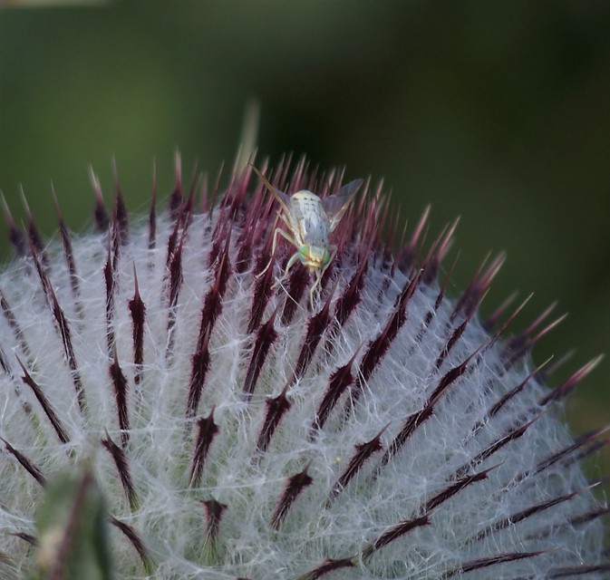 Tephritidae - fúrólégyfélék
