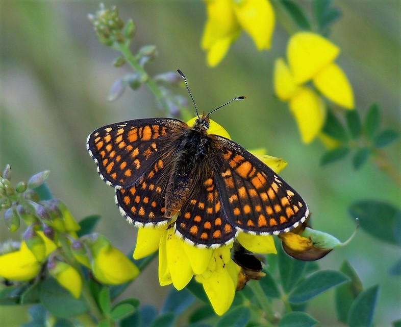 Melitaea athalia/aurelia/britomartis
