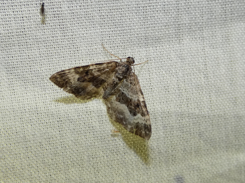 Epirrhoe alternata - galaj-tarkaaraszoló