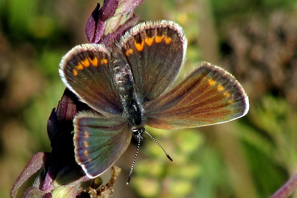 Plebejus argus - ezüstös boglárka