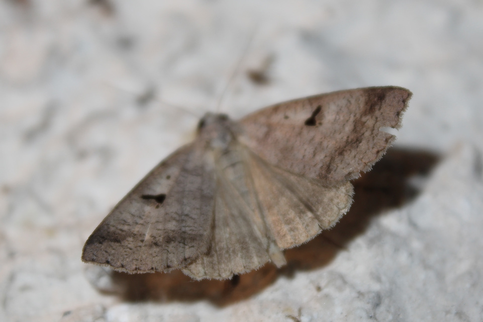 Lygephila pastinum - közönséges csüdfűbagoly