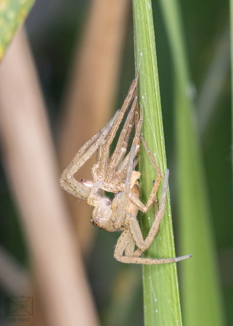 Dolomedes