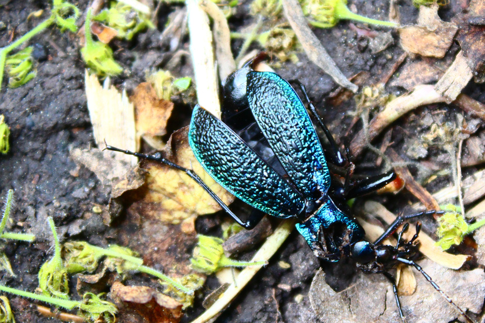 Carabus intricatus - kék laposfutrinka Carabus intricatus - kék laposfutrinka