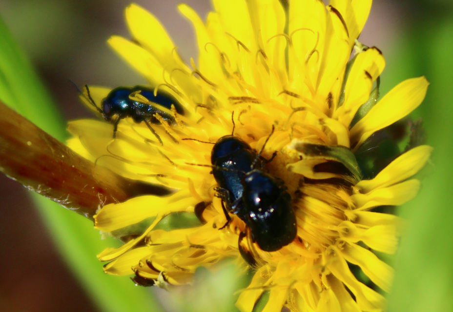Cryptocephalus
