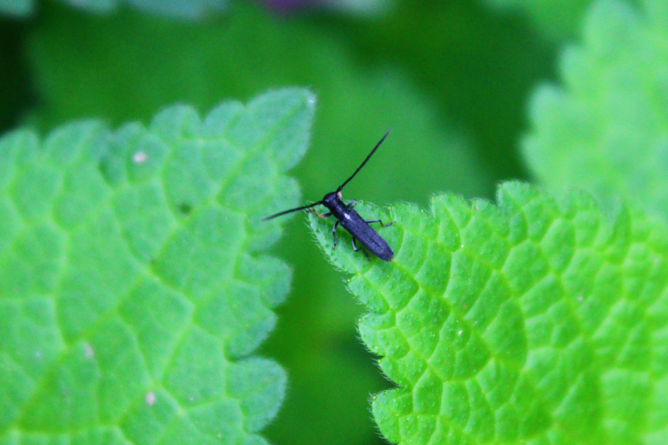 Phytoecia cylindrica - medvelapucincér