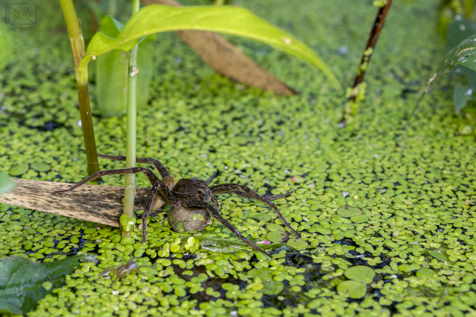 Dolomedes plantarius - parti vidrapók