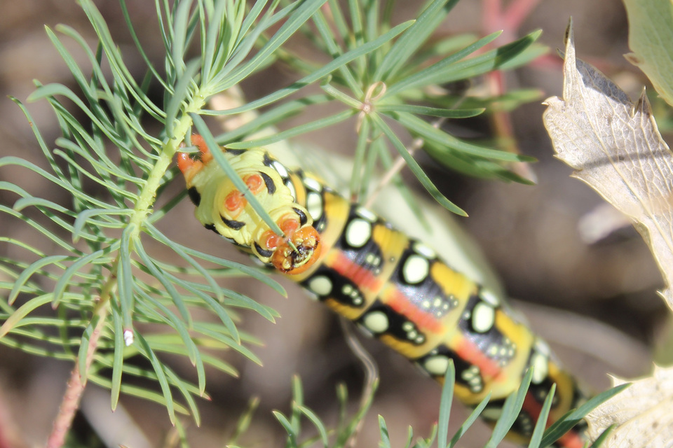 Hyles euphorbiae - kutyatejszender