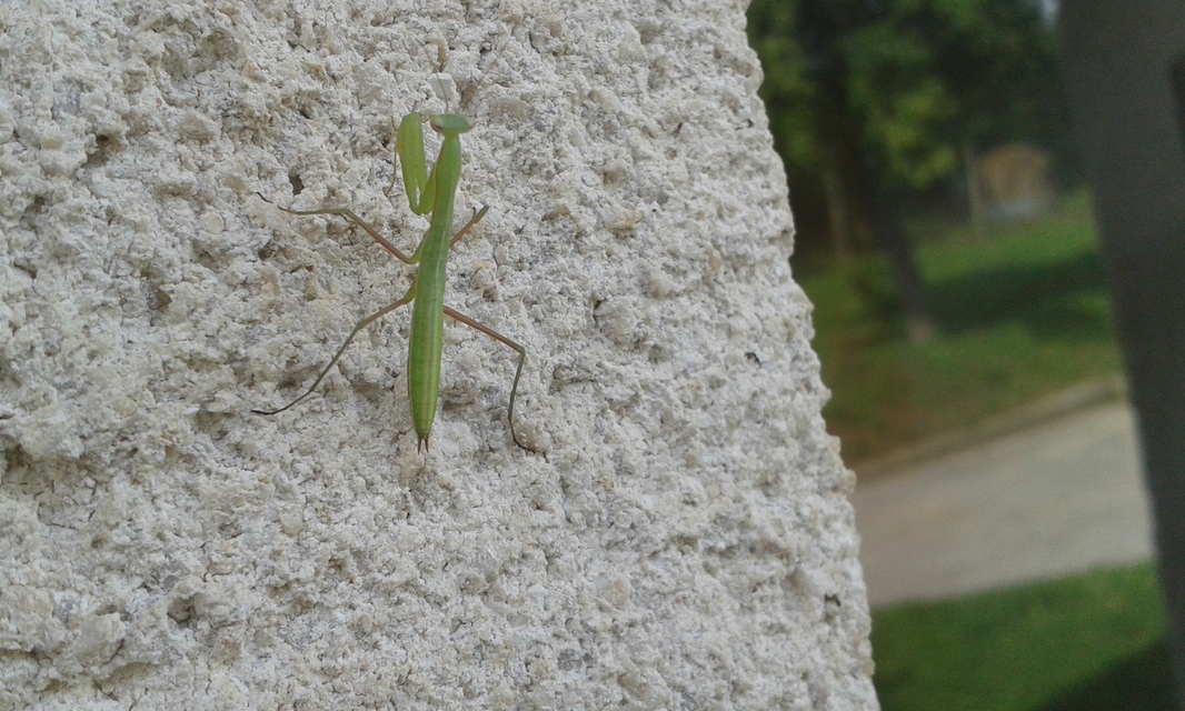 Mantis religiosa - imádkozósáska