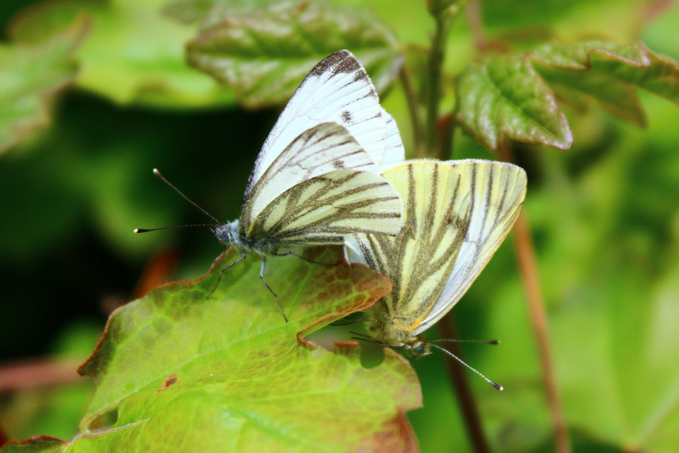 Pieris napi - repcelepke