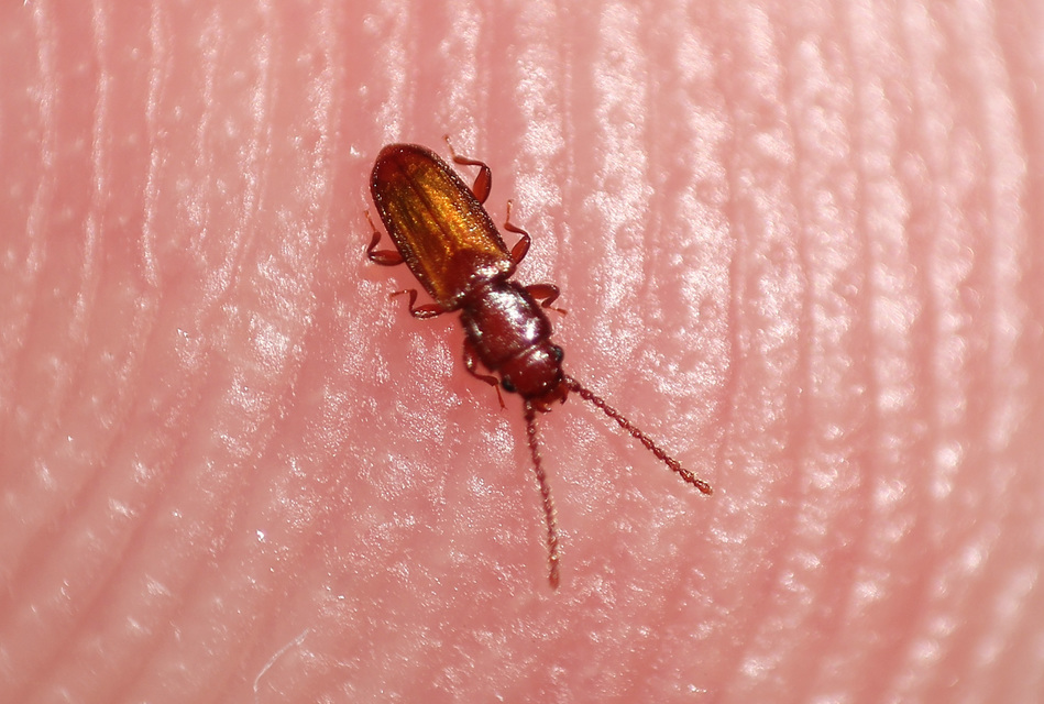 Cryptolestes