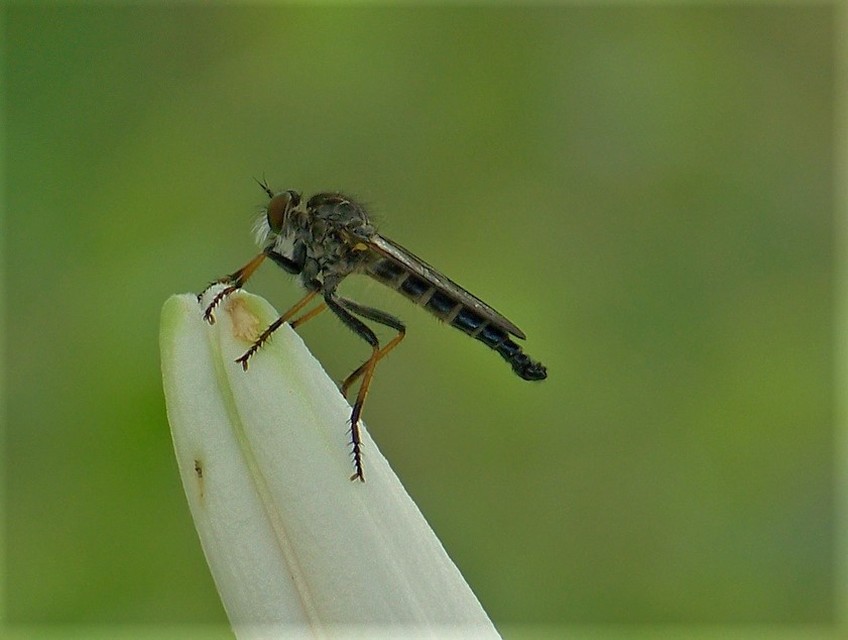 Neoitamus cyanurus