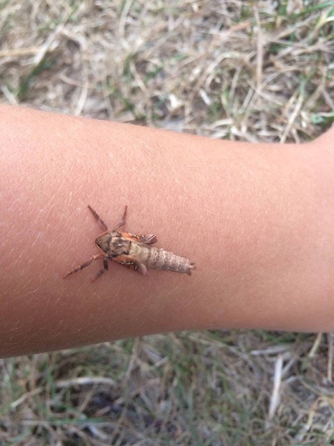 Triodia sylvina - kis gyökérrágólepke