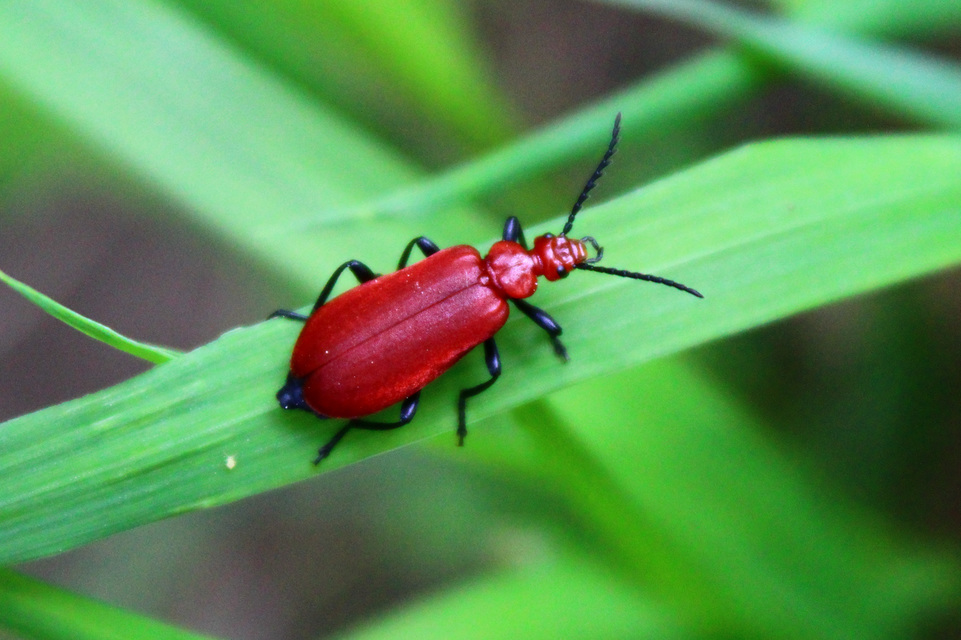 Pyrochroa serraticornis - közép-bíborbogár