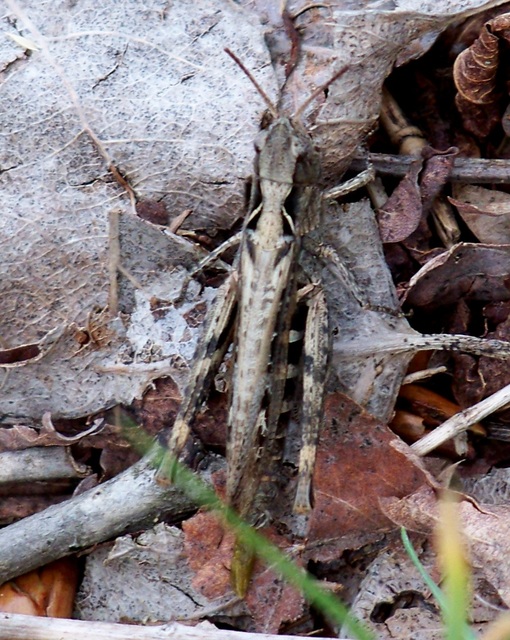 Chorthippus (Glyptobothrus) (subgenus)