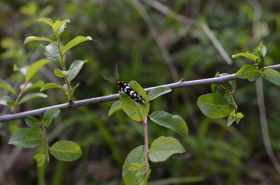 Euplocamus anthracinalis - fésűscsápú korhadékmoly