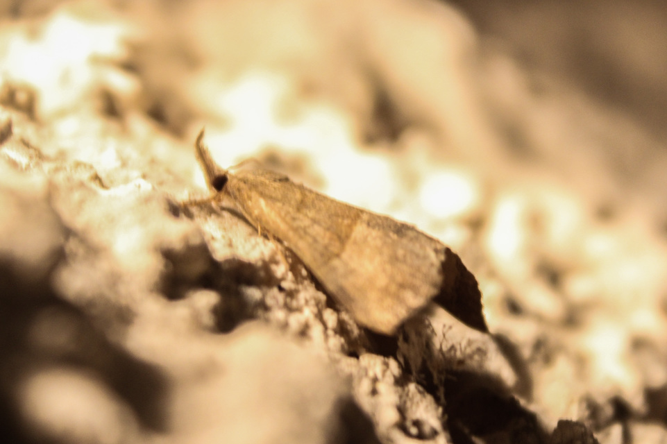 Hypena proboscidalis - ormányos karcsúbagoly