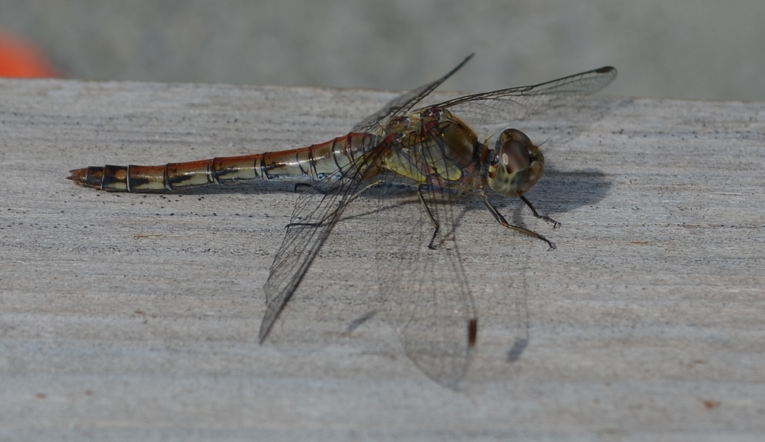 Sympetrum striolatum - harántsávos katona-szitakötő