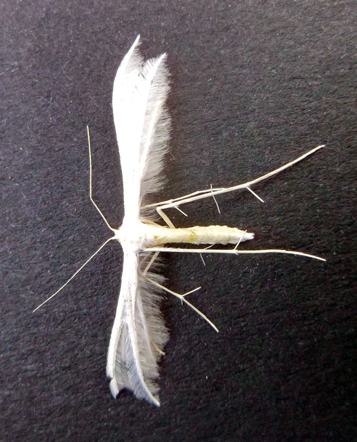 Pterophorus pentadactyla - fehér tollasmoly