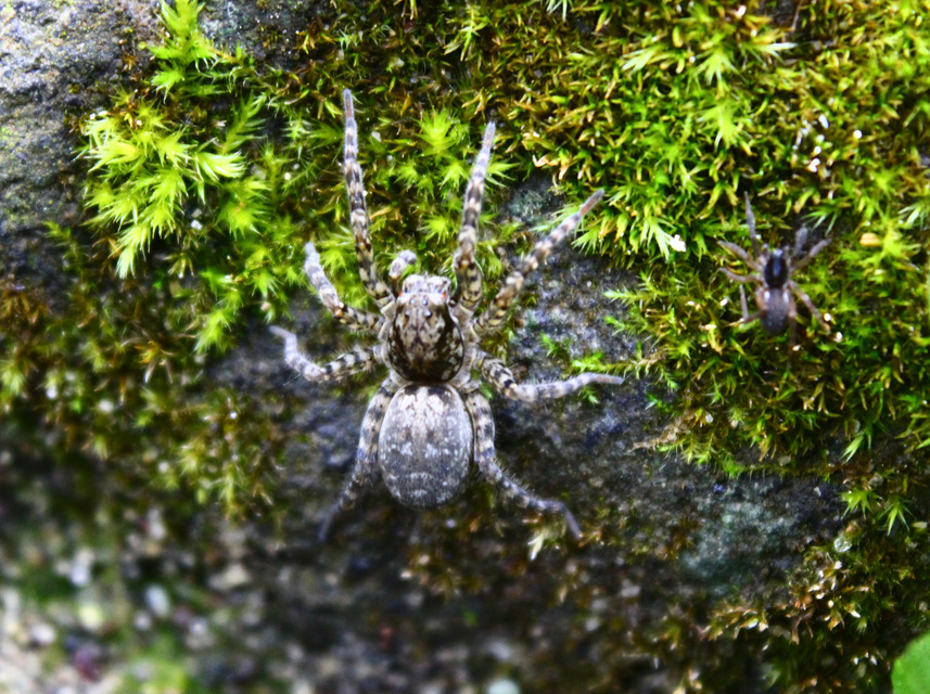 Arctosa maculata