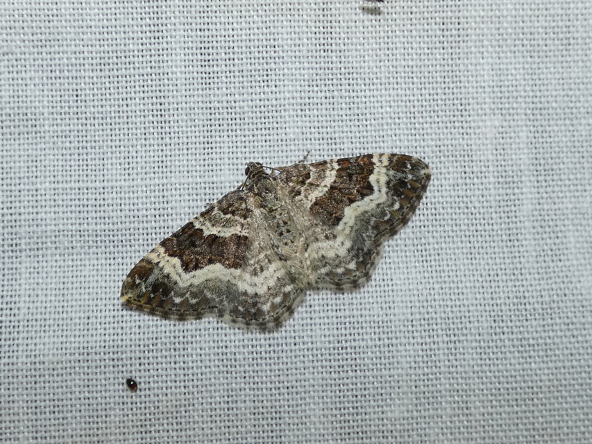 Epirrhoe alternata - galaj-tarkaaraszoló