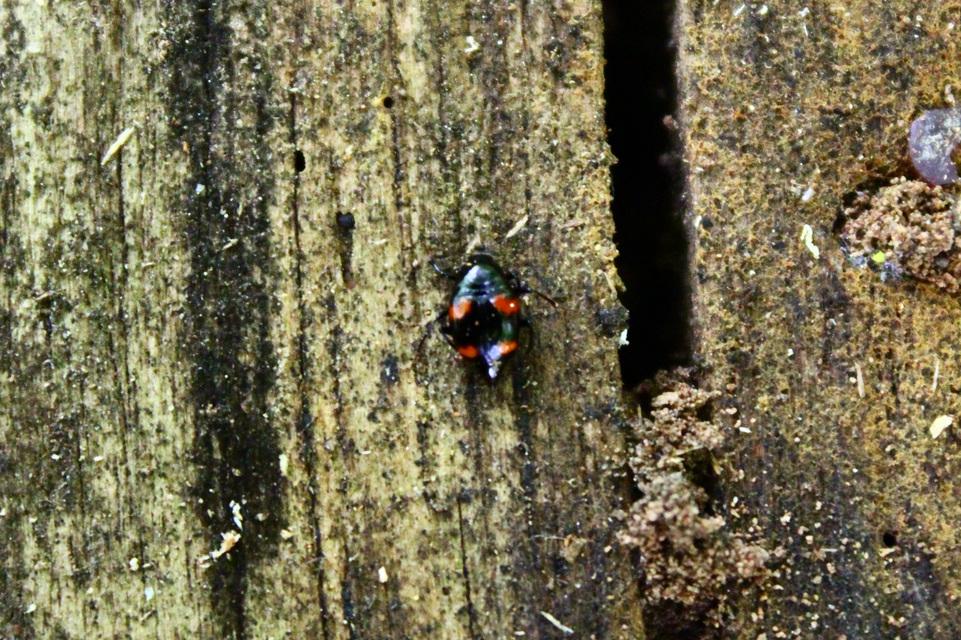 Scaphidium quadrimaculatum - négyfoltos sajkabogár