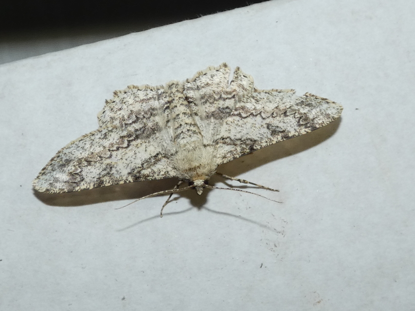 Ascotis selenaria - holdas faaraszoló