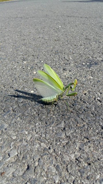 Mantis religiosa - imádkozósáska