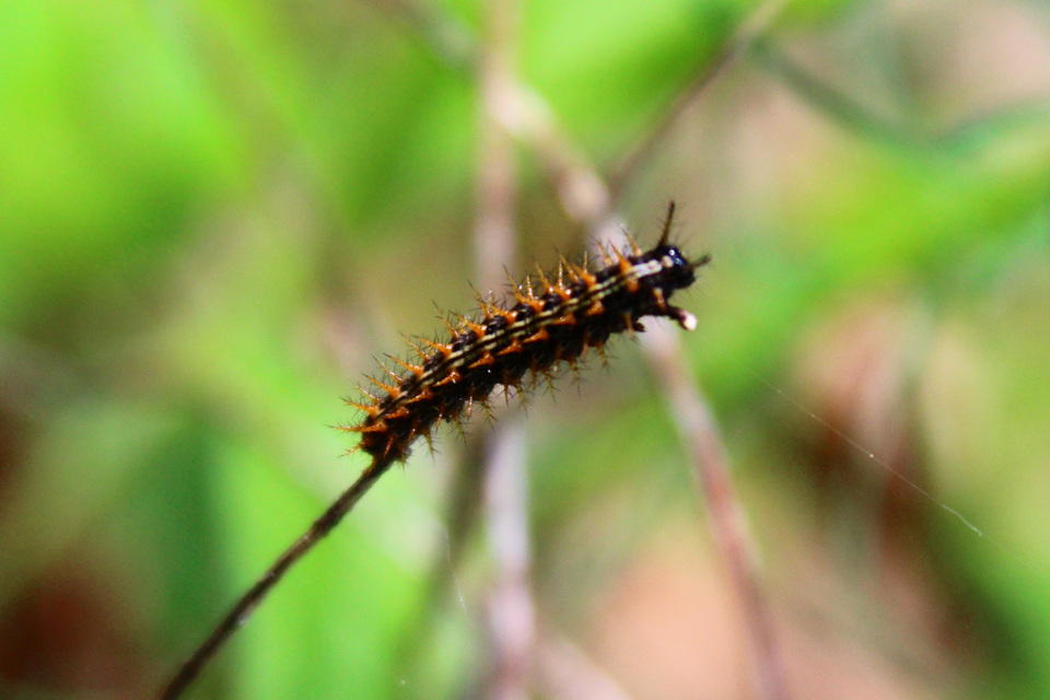 Argynnis paphia - nagy gyöngyházlepke