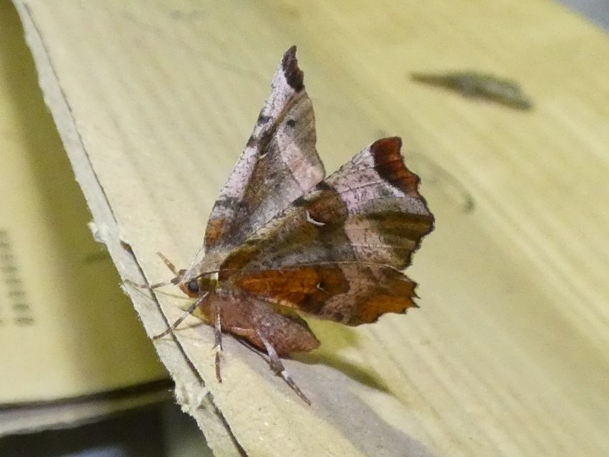 Selenia tetralunaria - négyfoltos holdasaraszoló