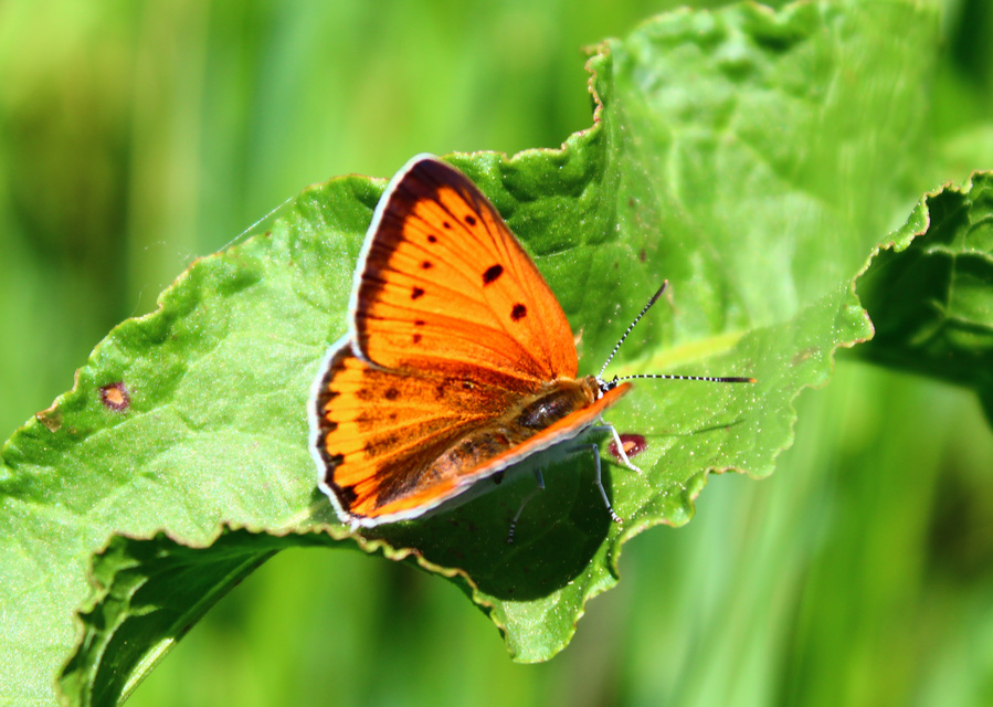 Lycaena dispar rutilus - nagy tűzlepke