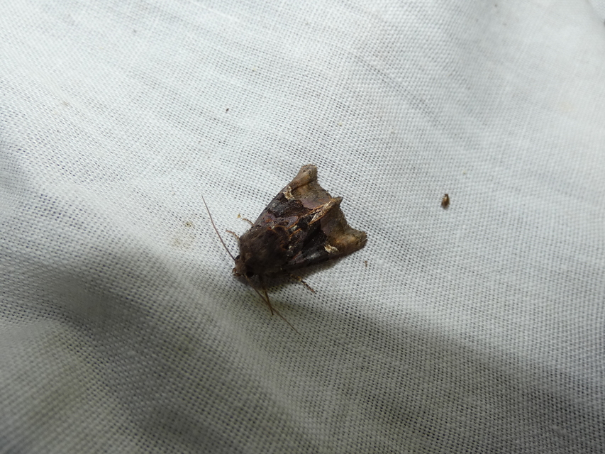 Euplexia lucipara - szeder-csipkésbagoly