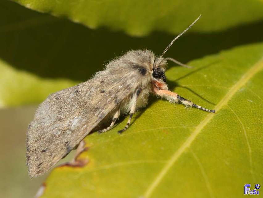 Diaphora luctuosa - gyászos medvelepke
