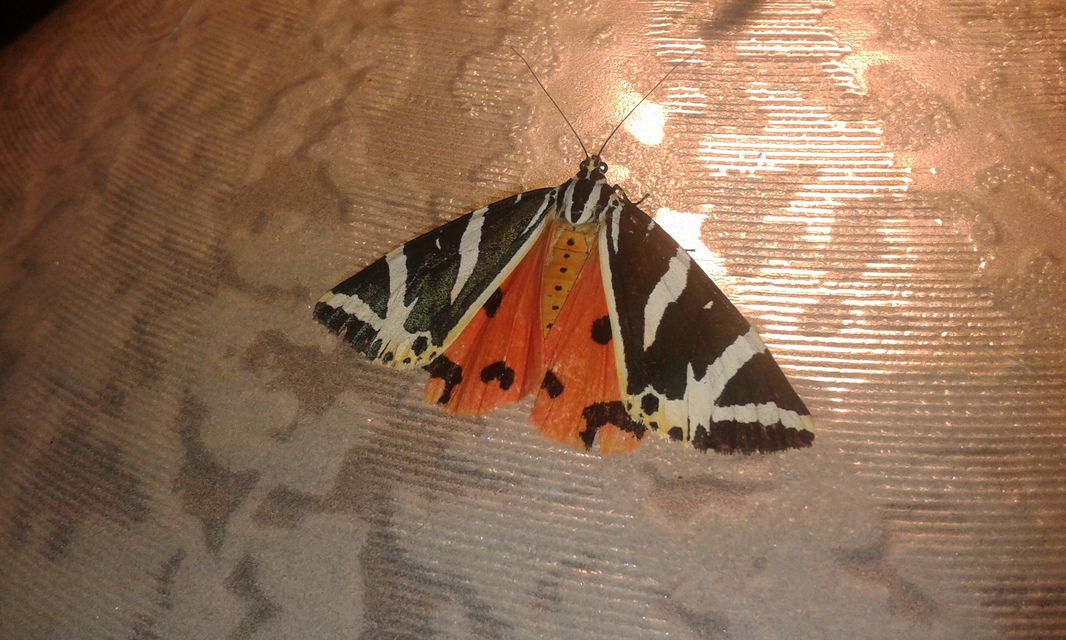 Euplagia quadripunctaria - csíkos medvelepke