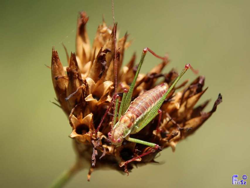 Leptophyes albovittata - közönséges virágszöcske