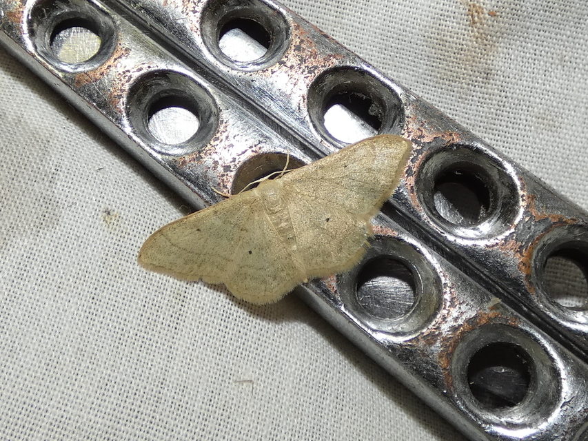 Idaea straminata - szalmasárga sávosaraszoló