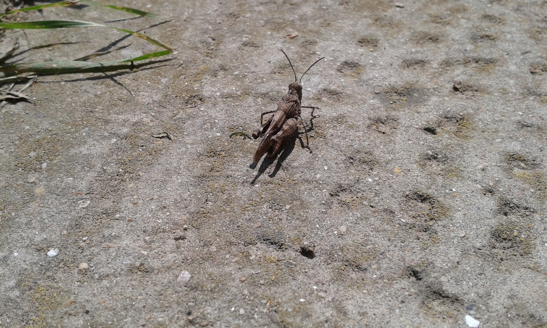 Oedipoda caerulescens - kékszárnyú sáska