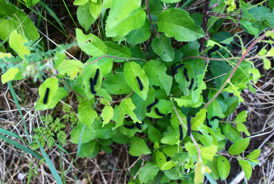 Saturnia pavoniella/pavonia