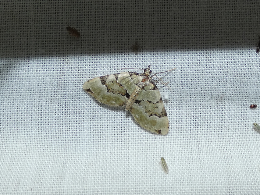 Colostygia pectinataria - zöld levélaraszoló